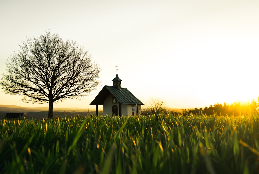 brown wooden house on green grass field during daytime