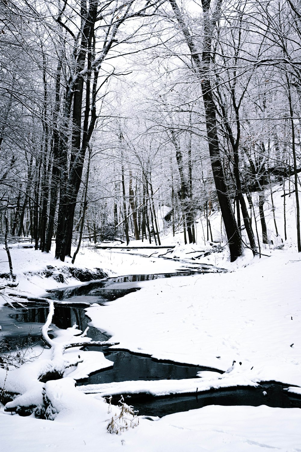 snow covered field and trees