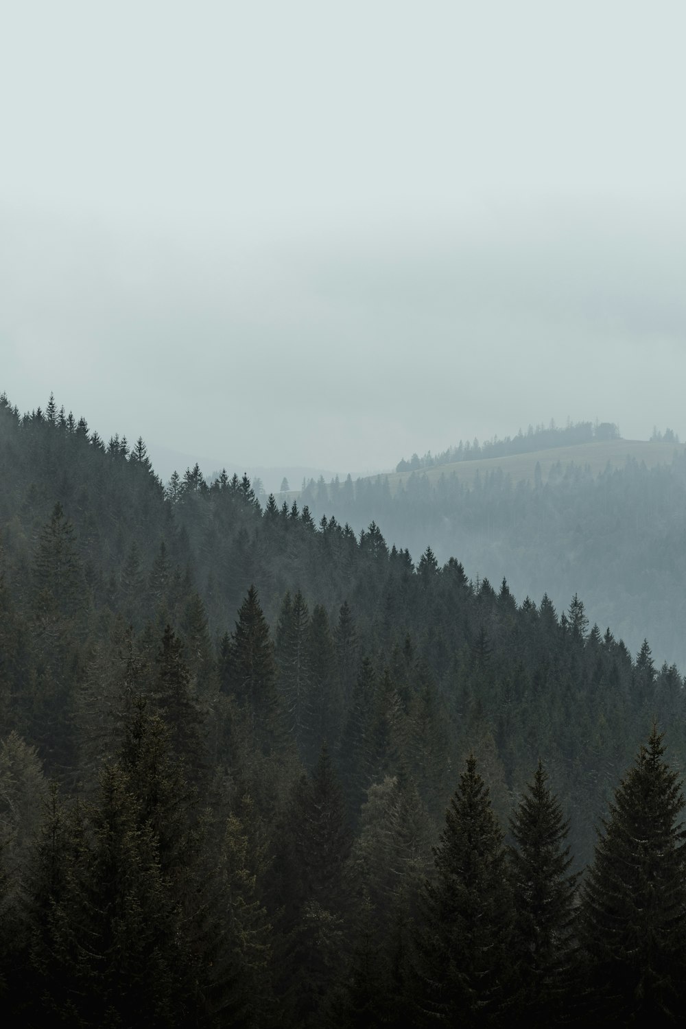 a forest filled with lots of trees on top of a hill