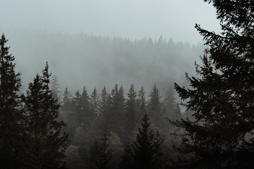 Una foresta piena di molti alberi coperti di nebbia