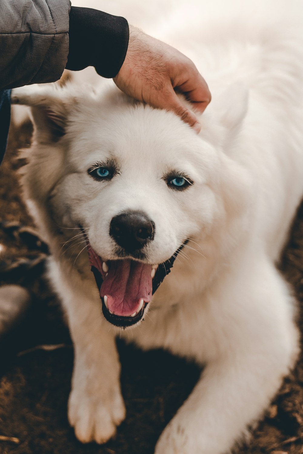 white short coated dog on brown leaves