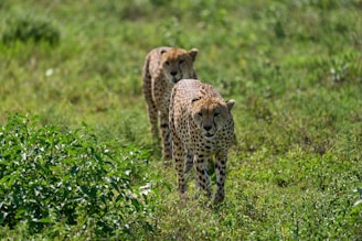cheetah on green grass field during daytime