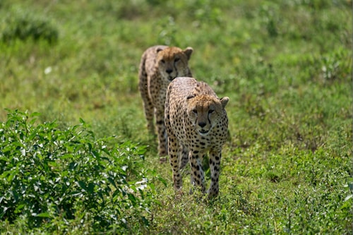 cheetah on green grass field during daytime