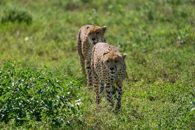 cheetah on green grass field during daytime