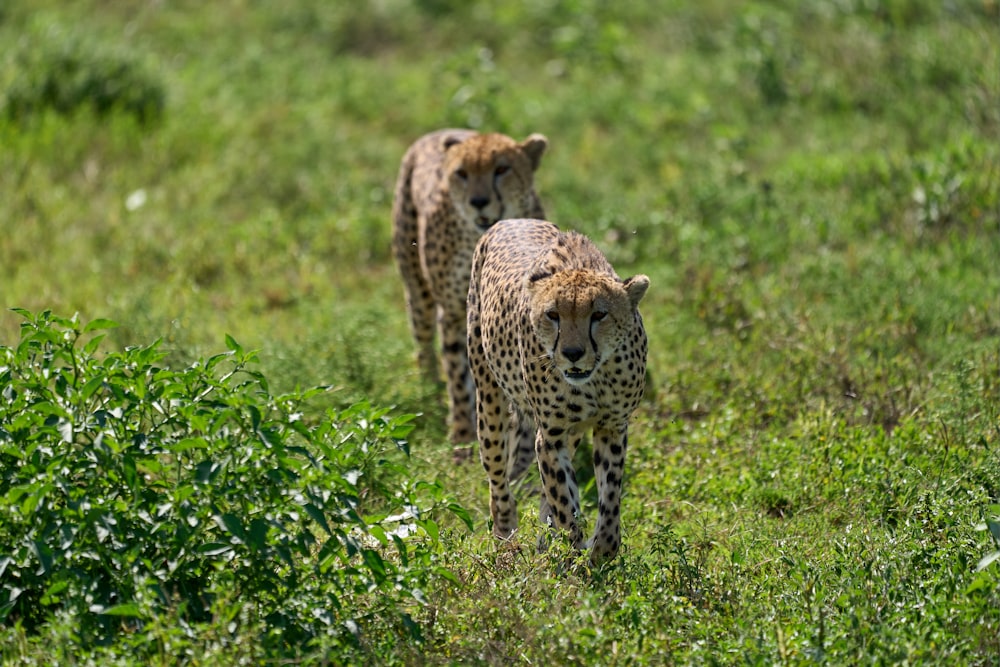 cheetah on green grass field during daytime