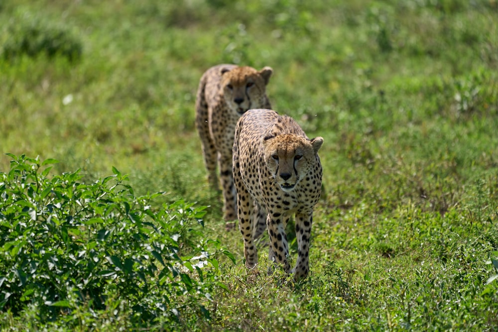 guepardo en un campo de hierba verde durante el día
