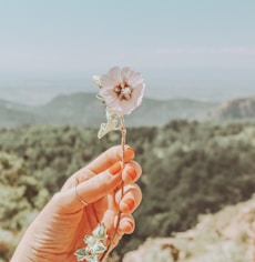 person holding white flower during daytime