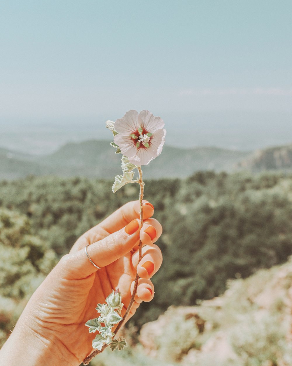 person holding white flower during daytime