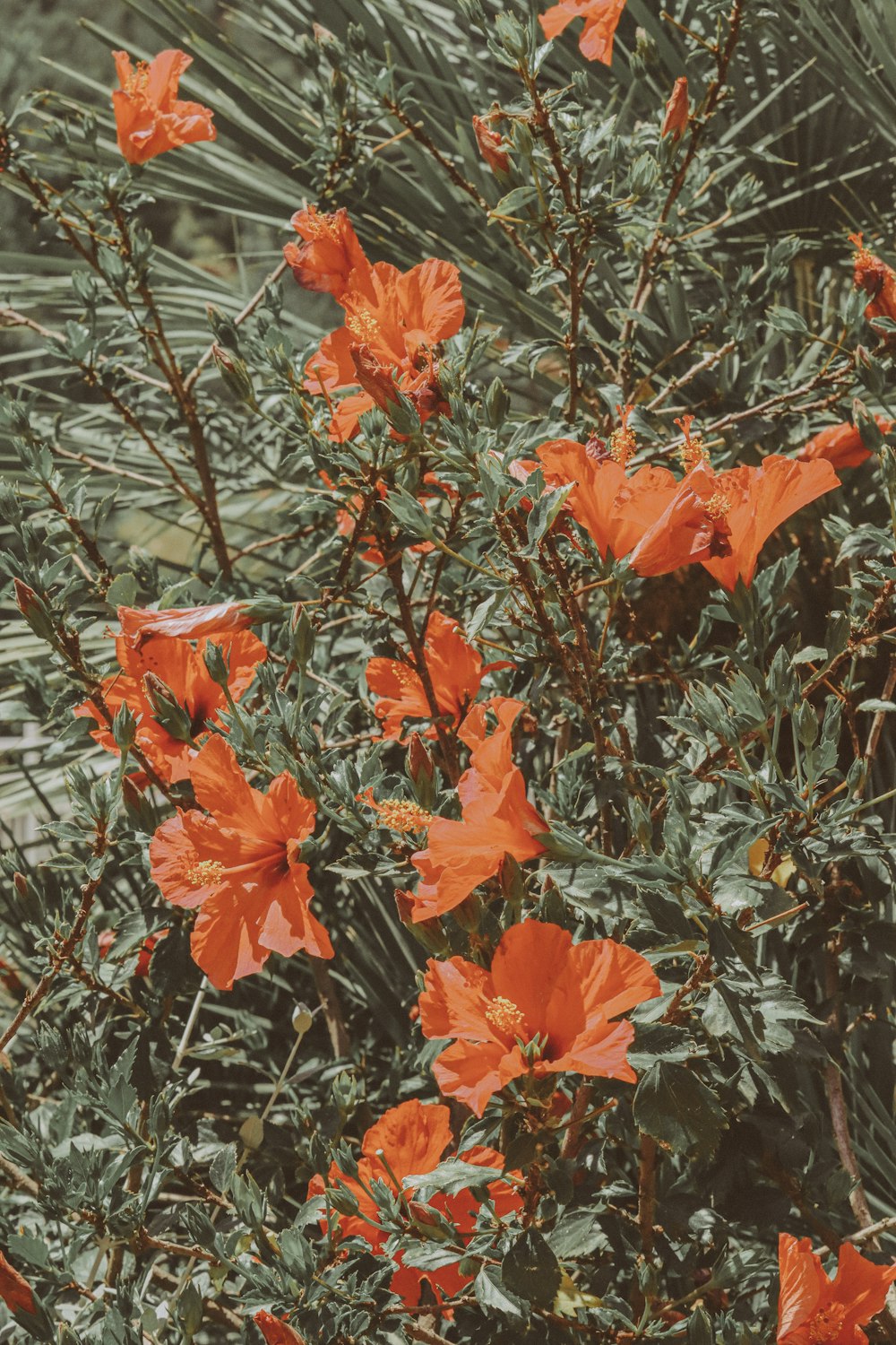 red flowers with green leaves