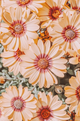 yellow and red flowers in tilt shift lens