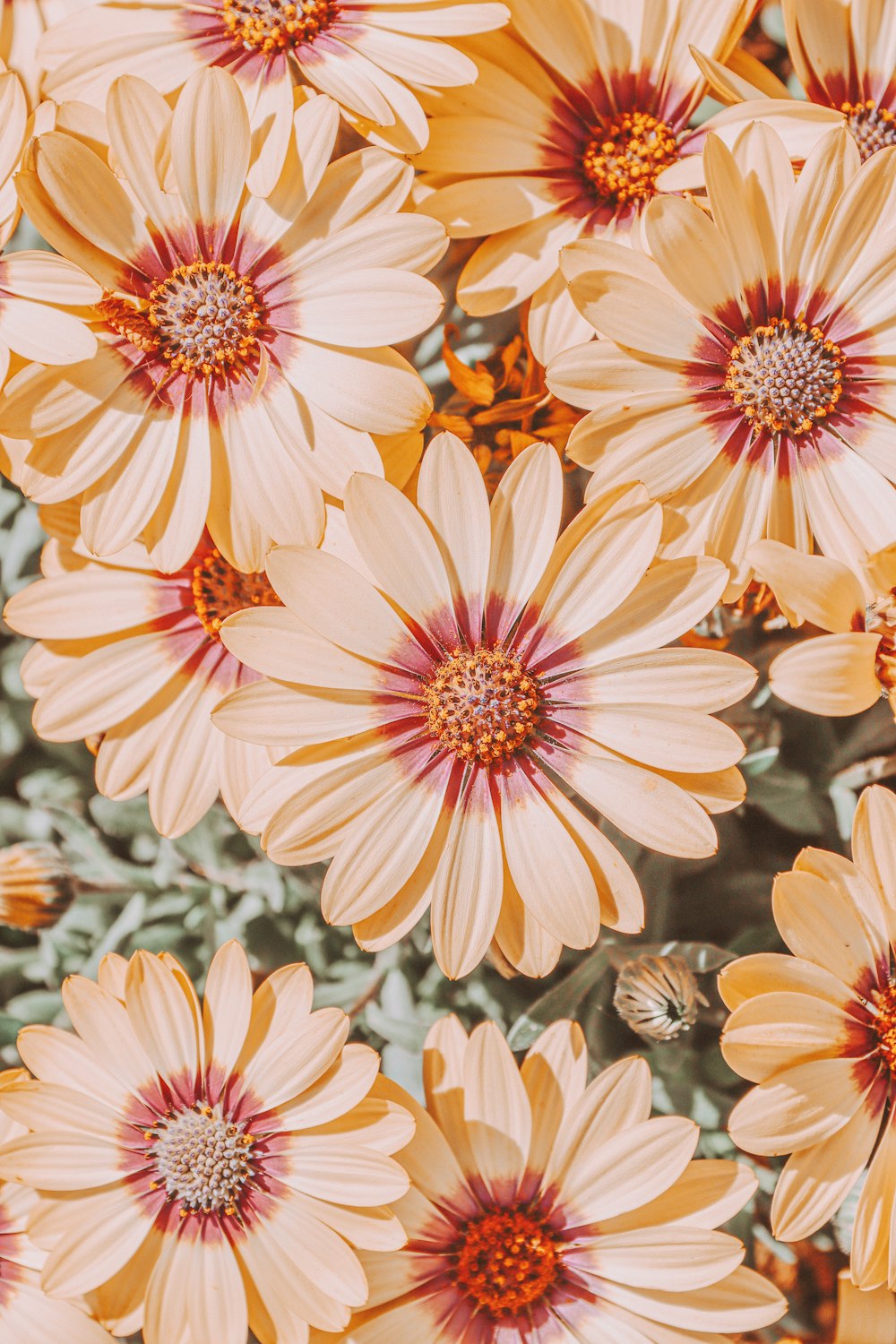 yellow and red flowers in tilt shift lens