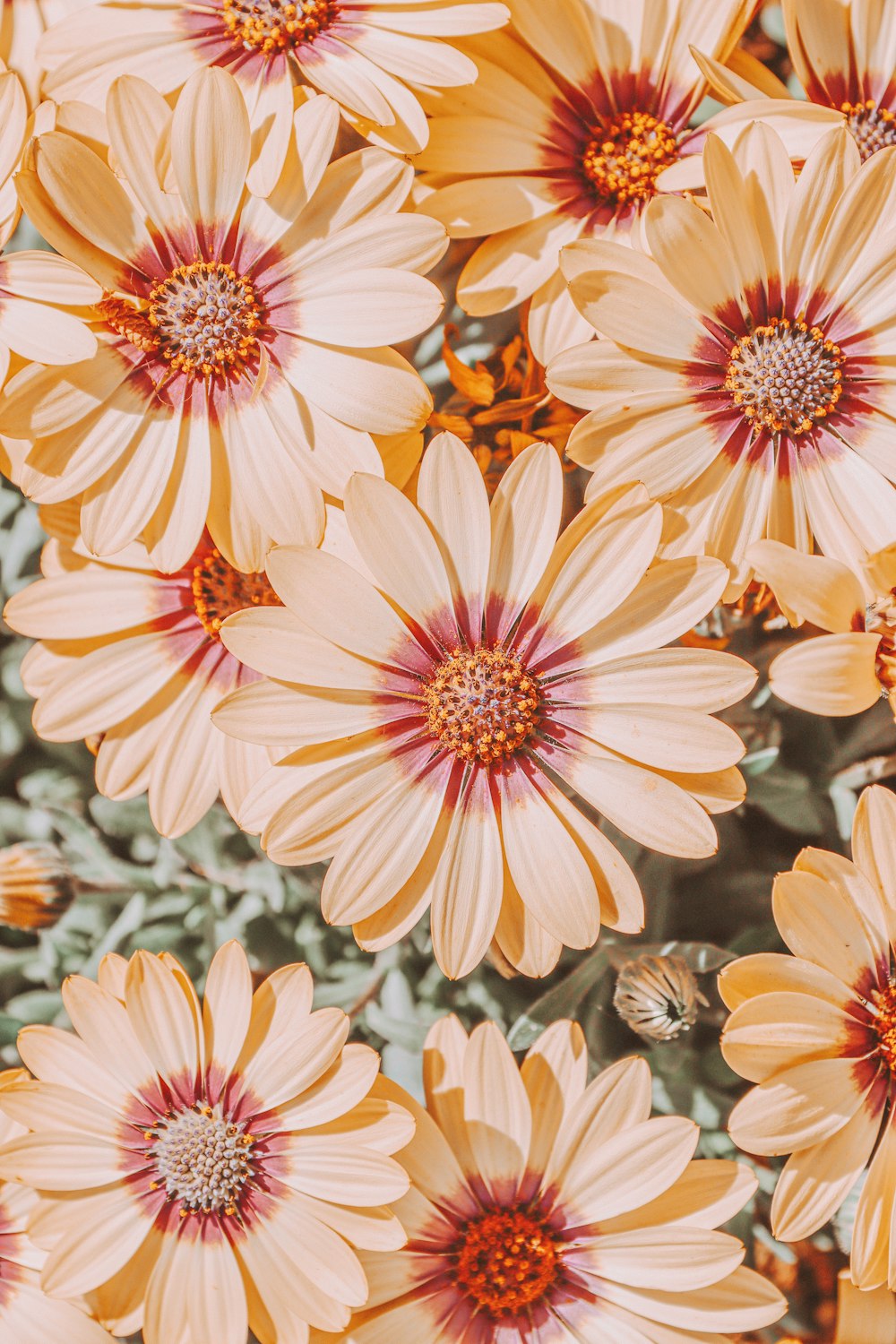 Flower Wallpaper Pictures | Download Free Images on Unsplash