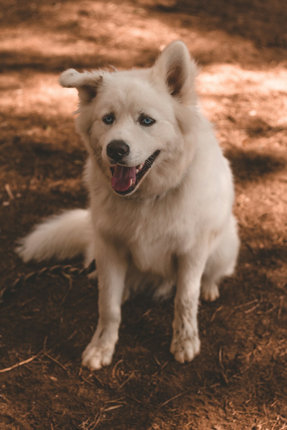 white long coat medium dog