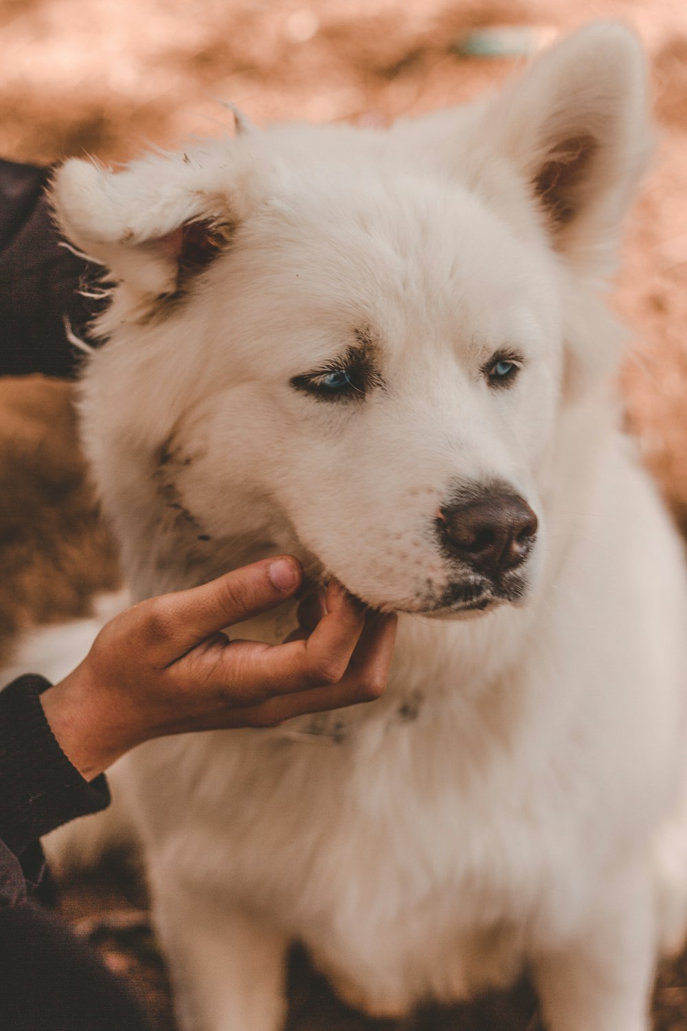 Perro blanco de pelo corto con collar de cuero negro