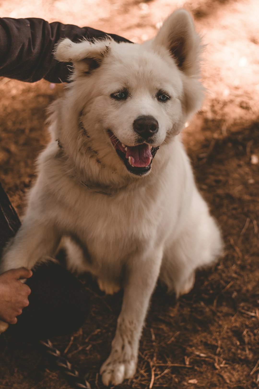 white long coated dog on brown soil