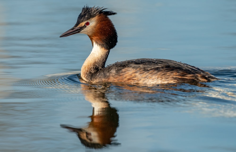 brown and black duck on water during daytime