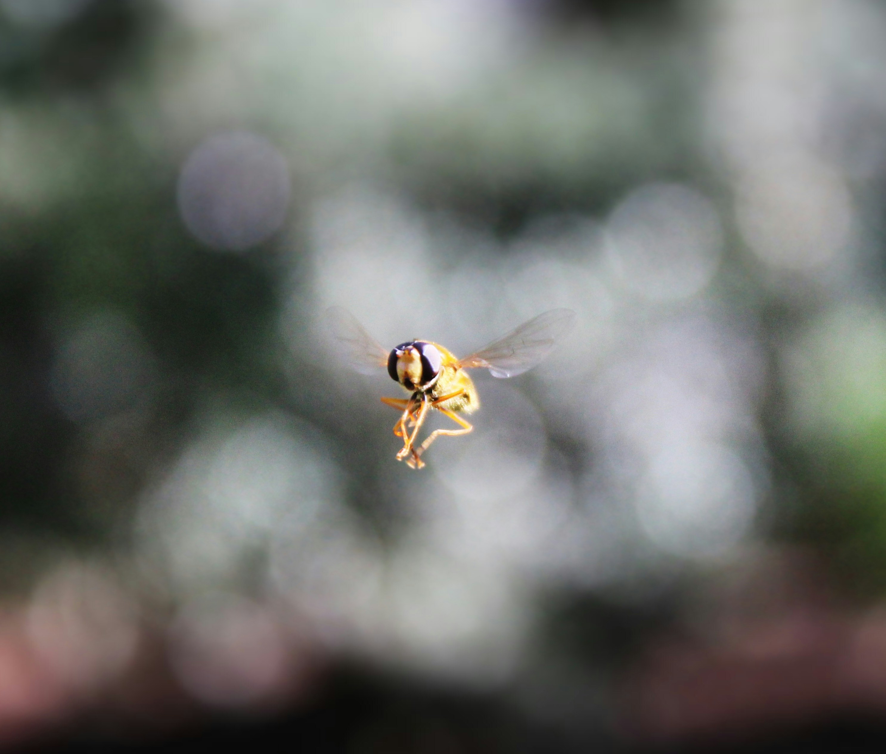 Photo by haim_charbit18