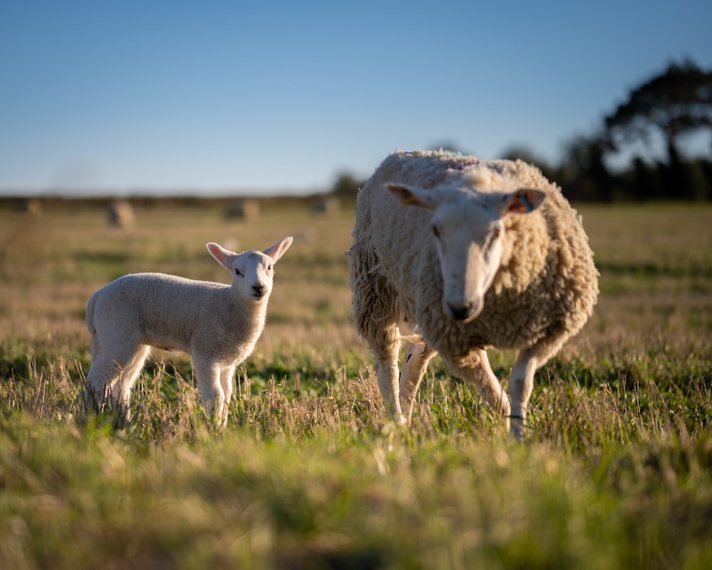 white sheep on green grass field during daytime