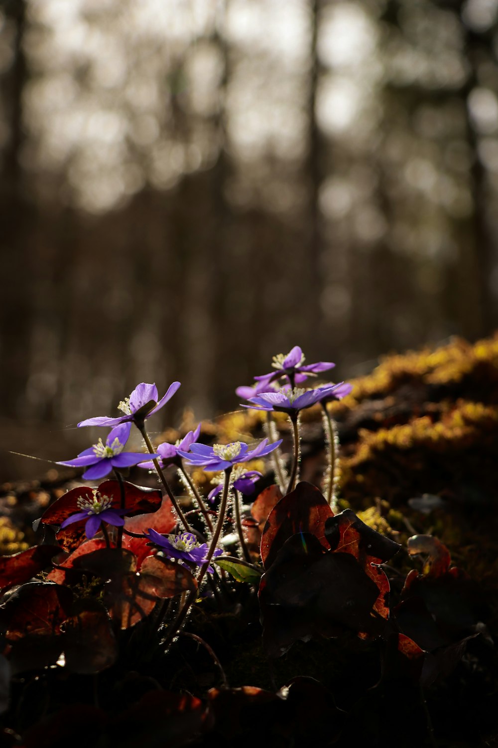 purple flowers in tilt shift lens