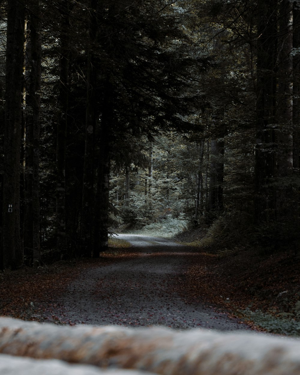 snow covered road in the woods