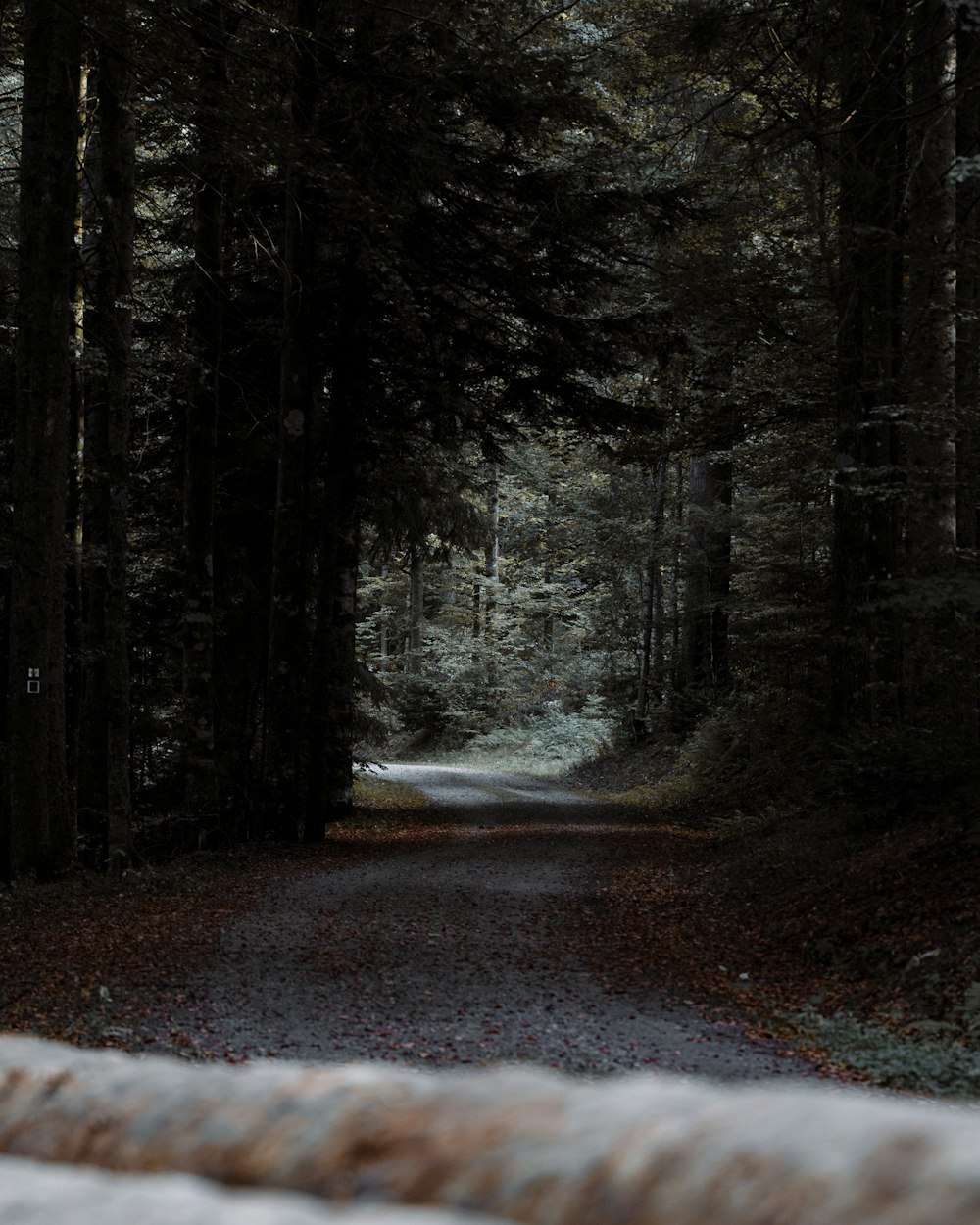 Schneebedeckte Straße im Wald