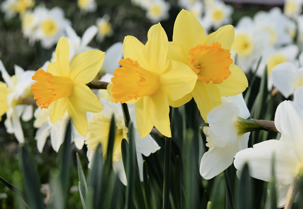 yellow daffodils in bloom during daytime