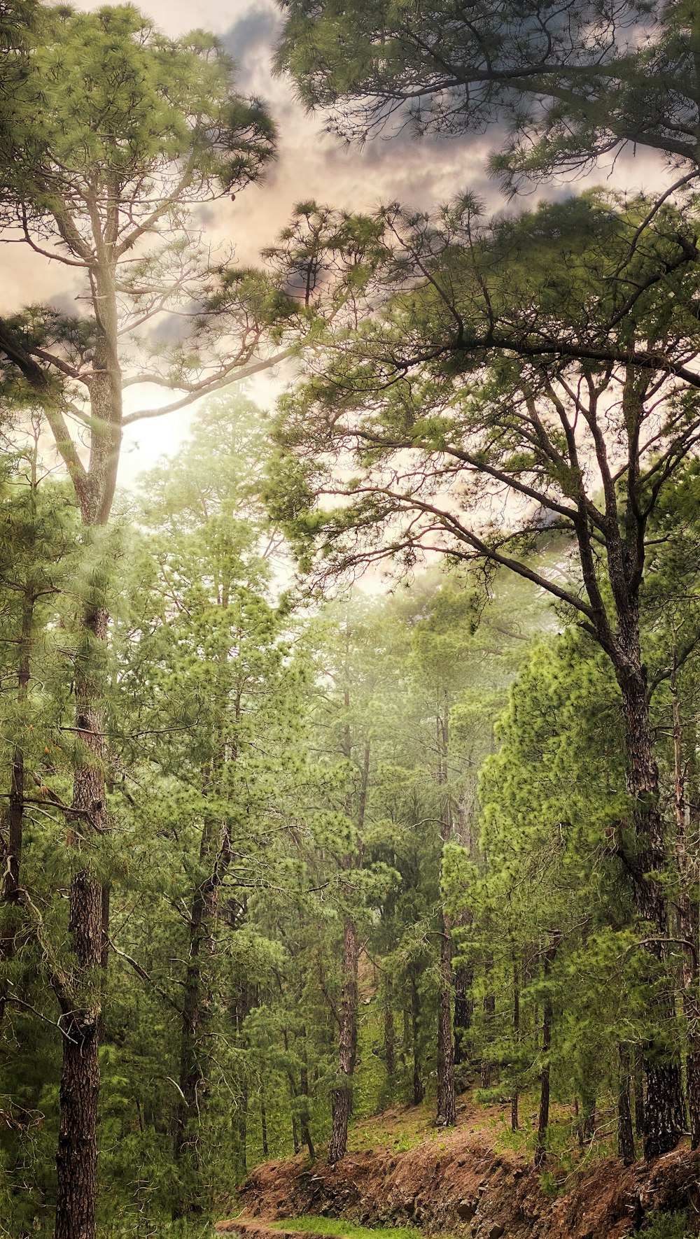 green trees on forest during daytime