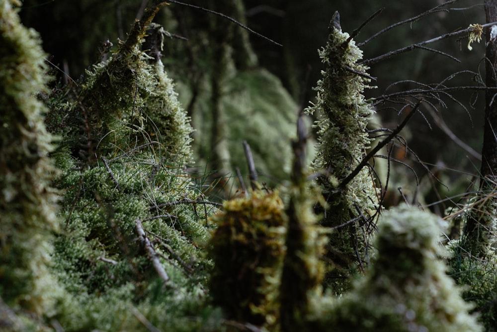 green moss on brown tree branch