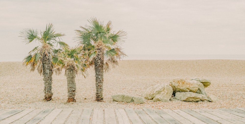 Palmier vert sur la plage de sable blanc pendant la journée