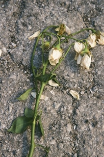 white flowers on gray and black marble surface