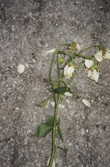 white roses on gray and black marble table