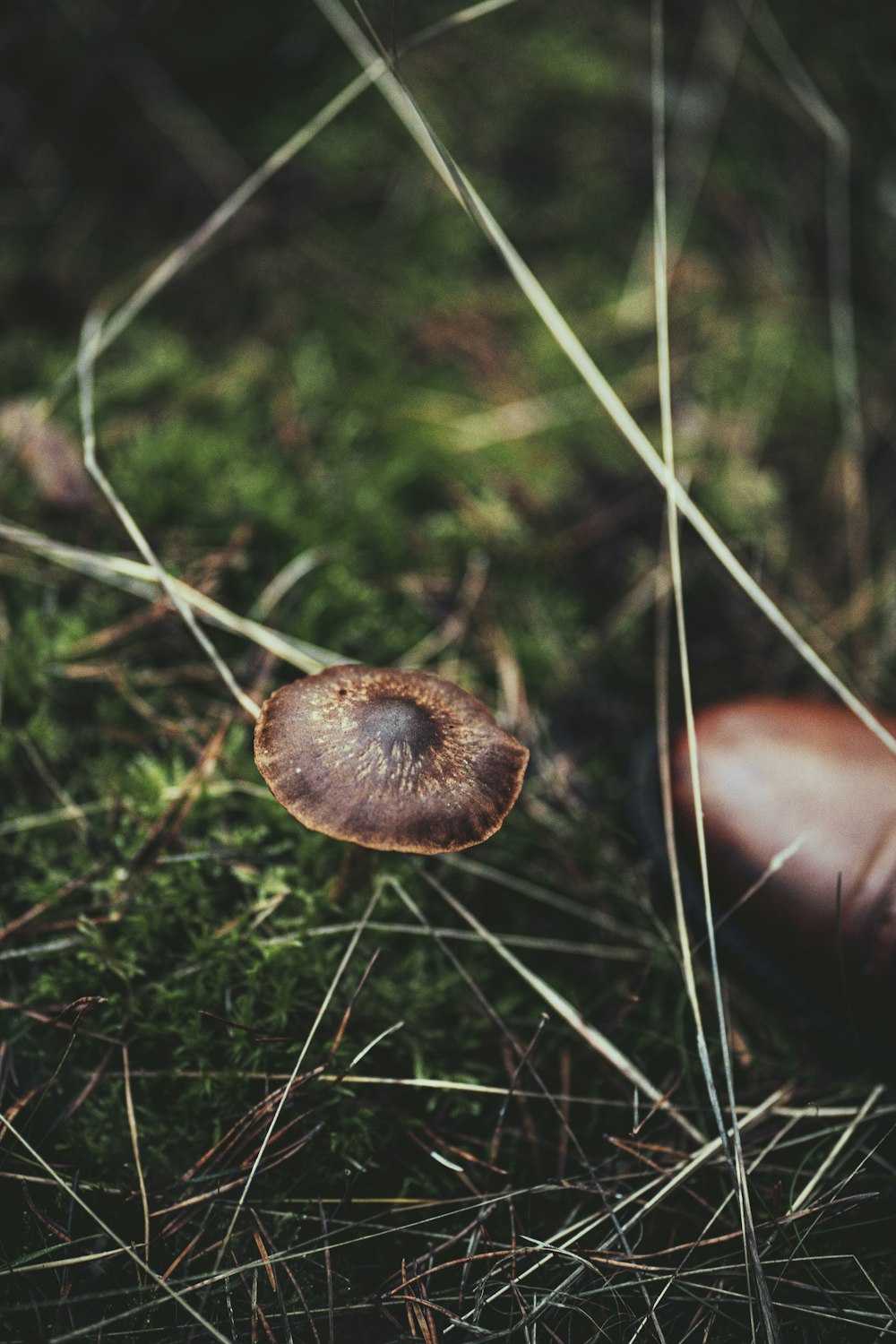 brown and white mushroom in close up photography