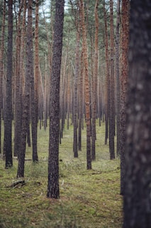 A peaceful wooded lot in the Pacific Northwest with tall pine trees and a soft carpet of moss.
