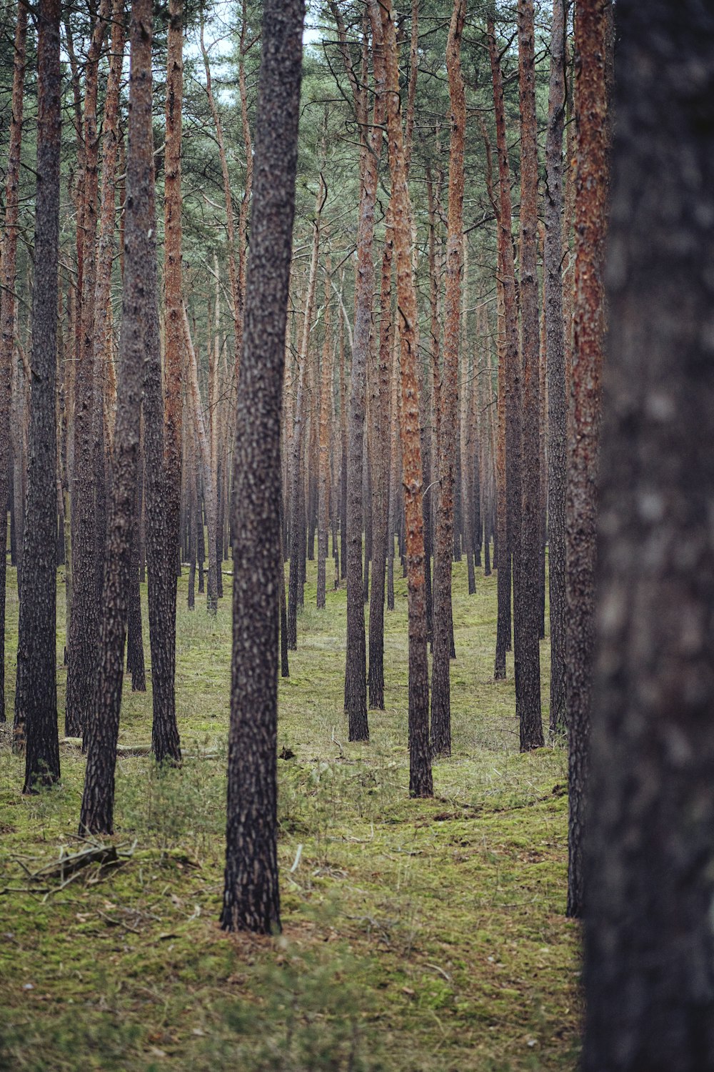 brown trees on green grass field during daytime