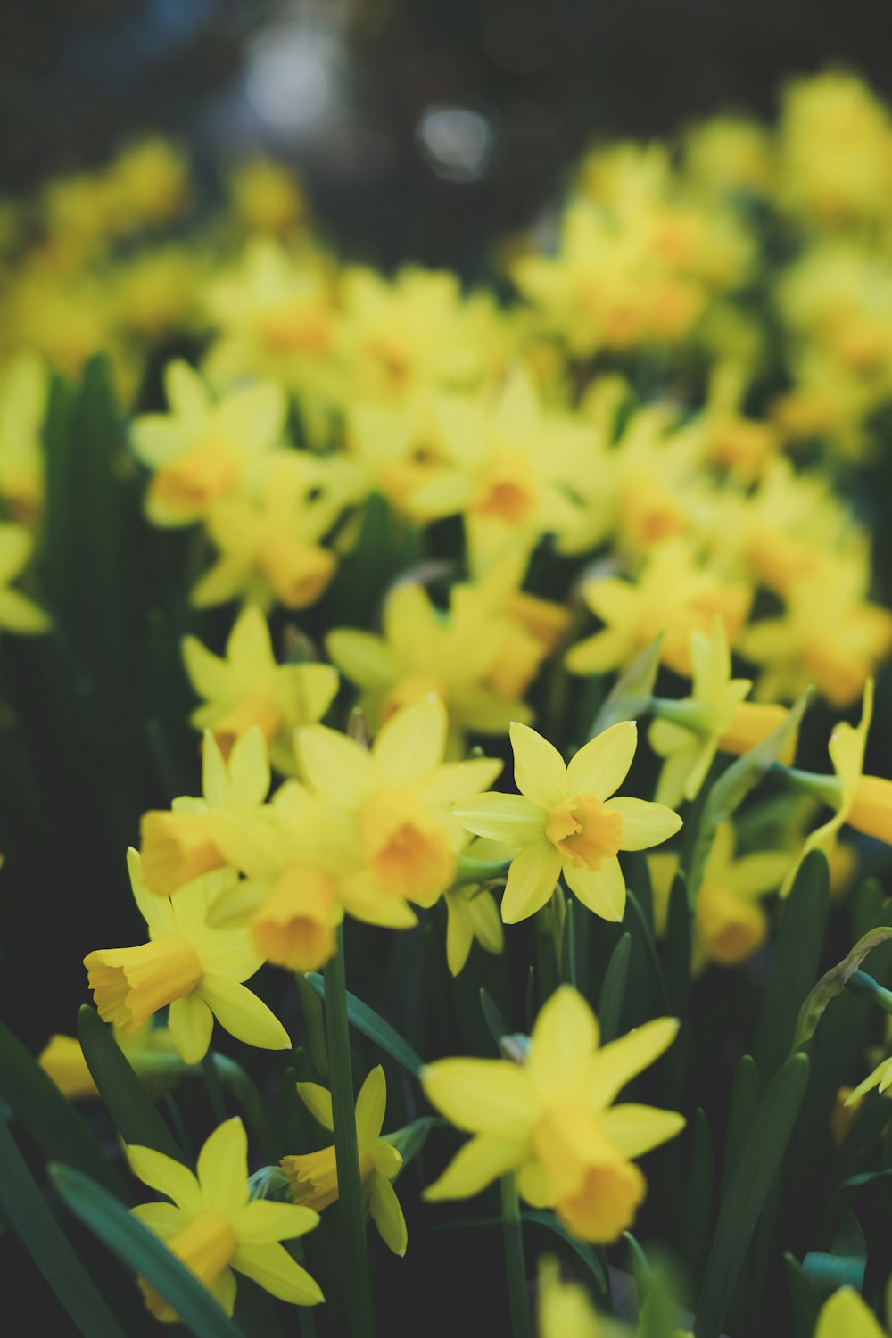 gelbe Blüten mit grünen Blättern