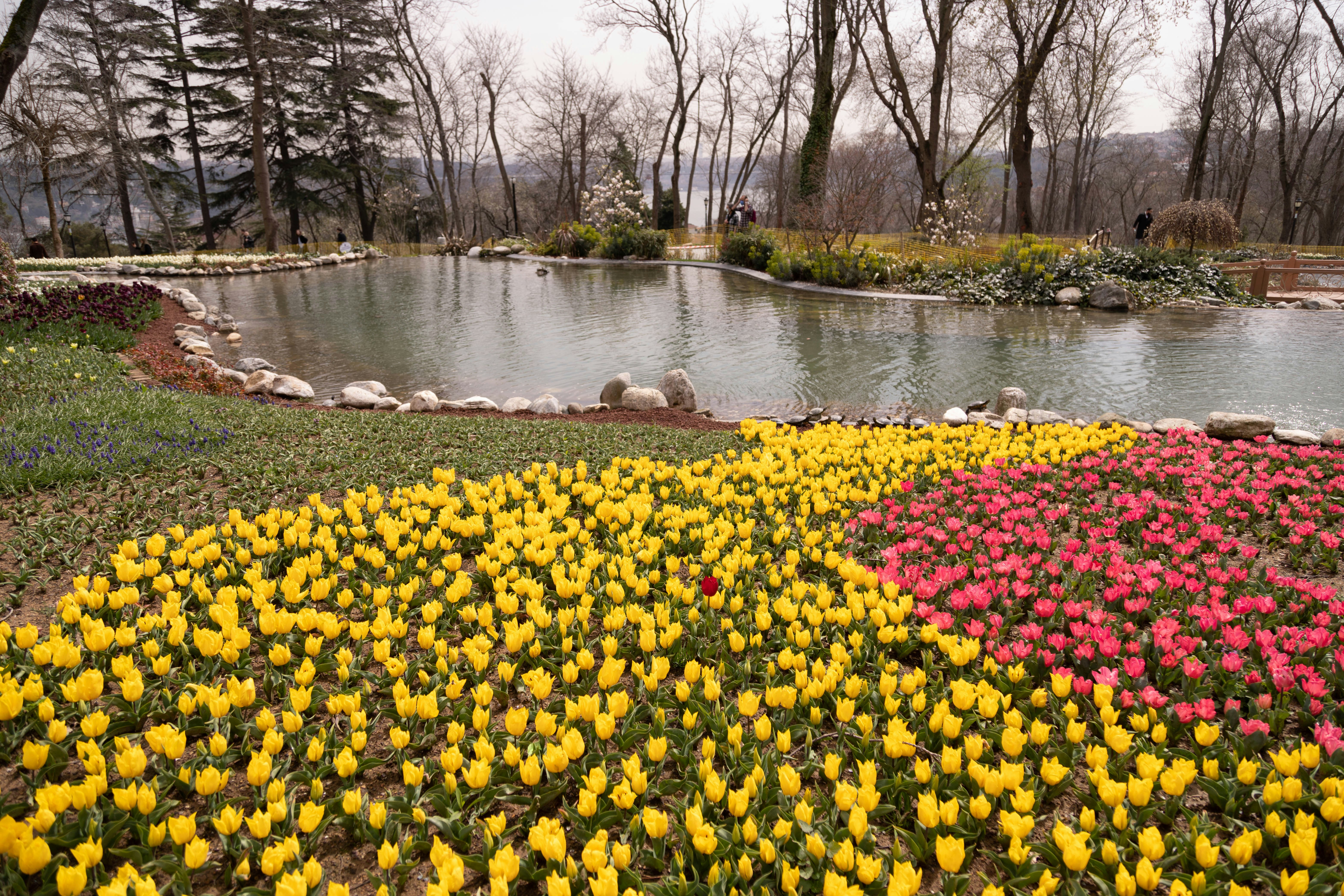 yellow flowers on green grass field near river during daytime