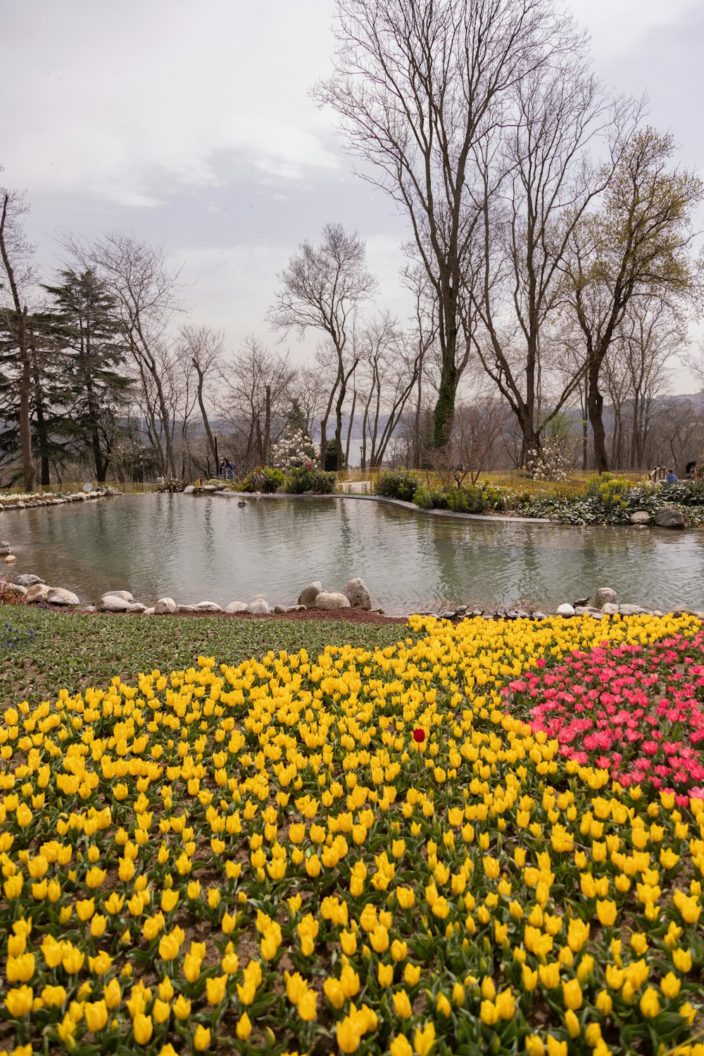 yellow flowers on river bank