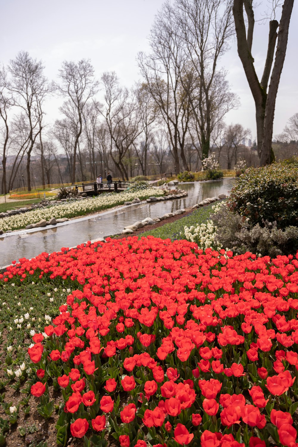 red flowers near green grass field during daytime