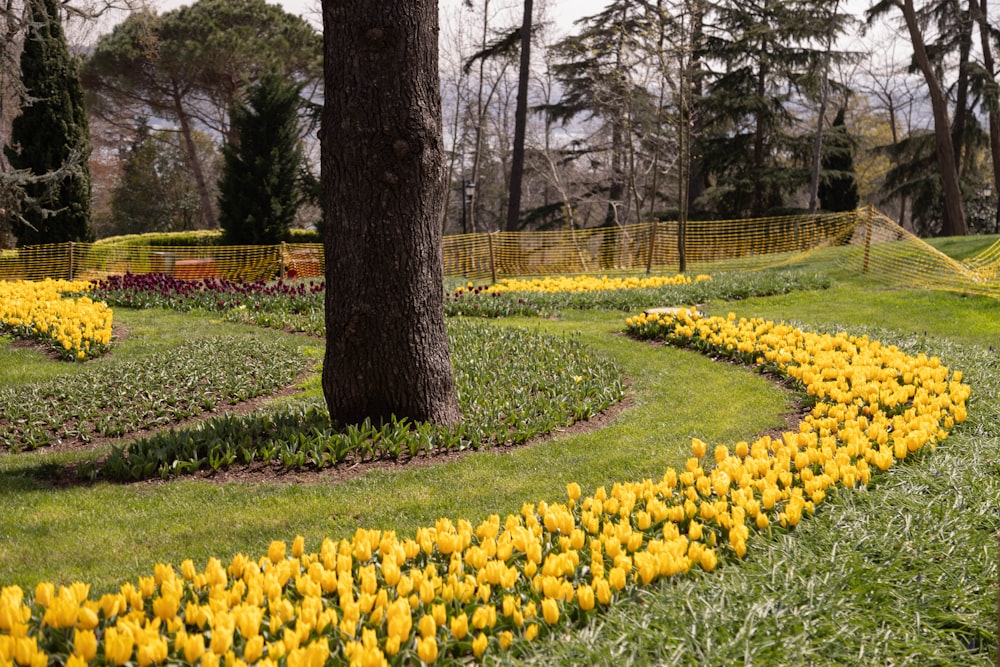 yellow tulips on green grass field near brown tree during daytime