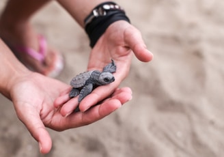 person holding black and gray turtle figurine