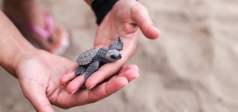 person holding black and gray turtle figurine