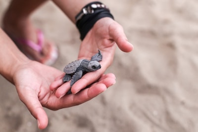 A pair of hands gently holds a small sea turtle hatchling, focusing on the fragile creature against a blurred sandy background.