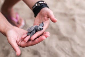 Close-up of hands releasing baby fish into clear ocean water