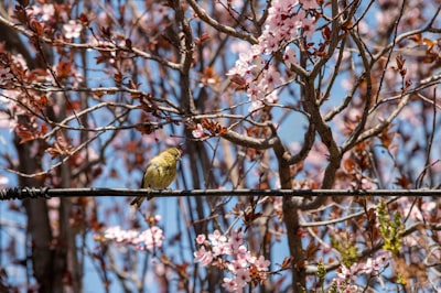 yellow bird on brown tree branch