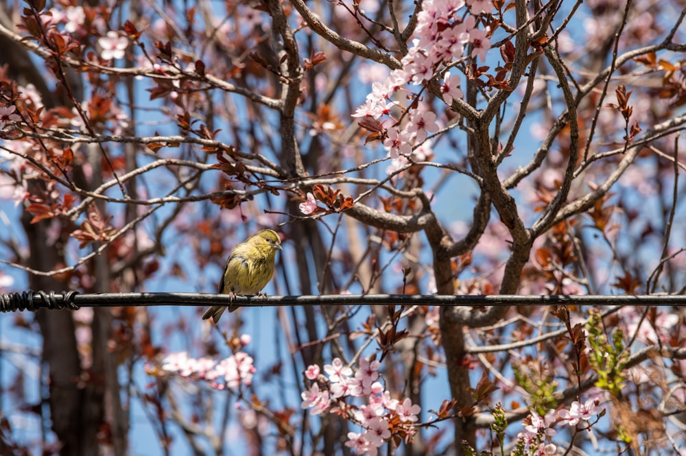 yellow bird on brown tree branch