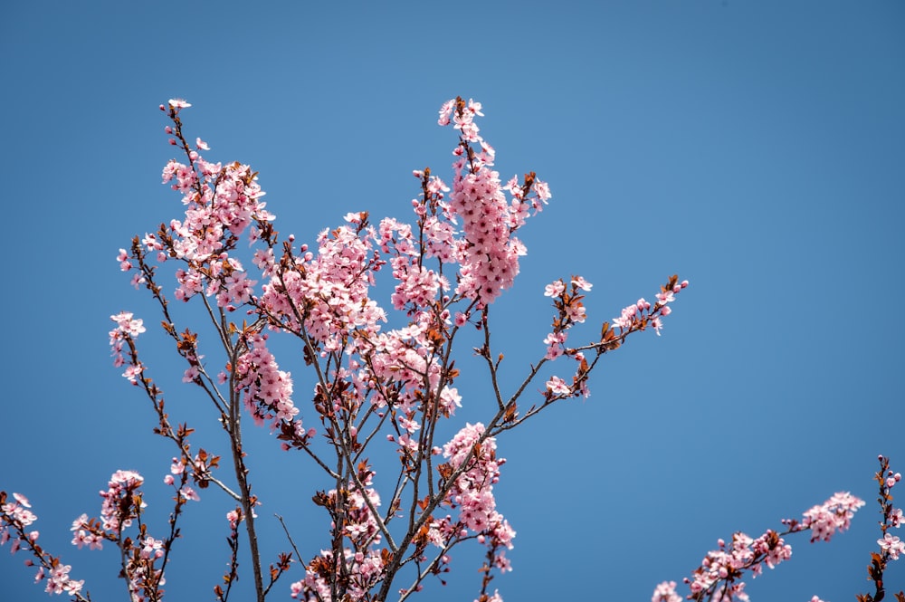 pink cherry blossom under blue sky during daytime