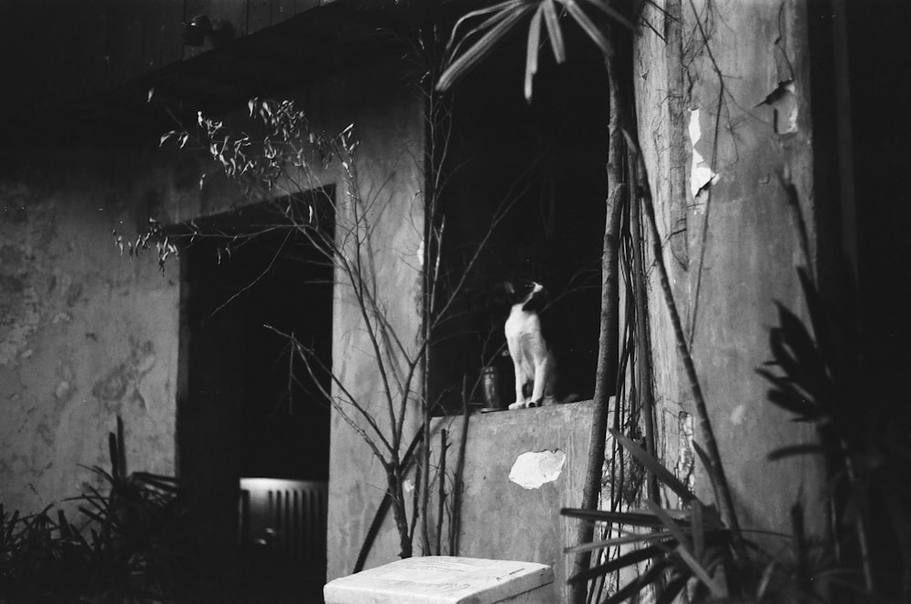 grayscale photo of cat on wooden chair