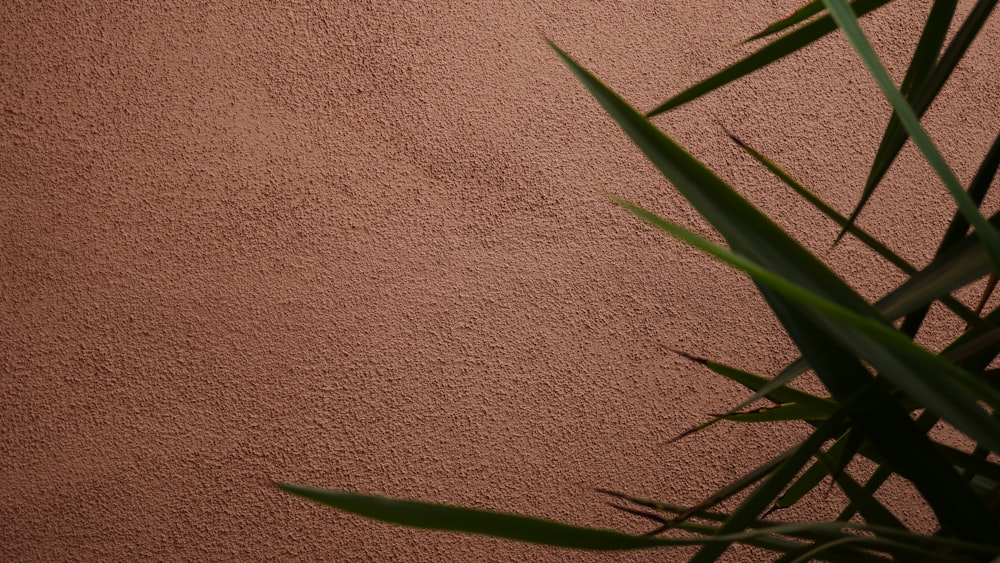 green plant on brown carpet
