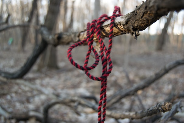 A red and black braided rope is hanging from a twisted tree branch in a forest setting. The background consists of out-of-focus trees, creating a sense of depth and isolation.