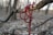 A red and black braided rope is hanging from a twisted tree branch in a forest setting. The background consists of out-of-focus trees, creating a sense of depth and isolation.